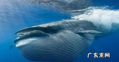 一个人被鲸鱼吞了，人身上有一把锋利的刀，有没有可能切开鲸腹再爬出来？为什么？