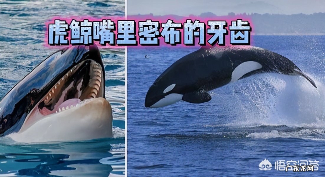 一个人被鲸鱼吞了,人身上有一把锋利的刀,有没有可能切开鲸腹再爬出来?为什么?