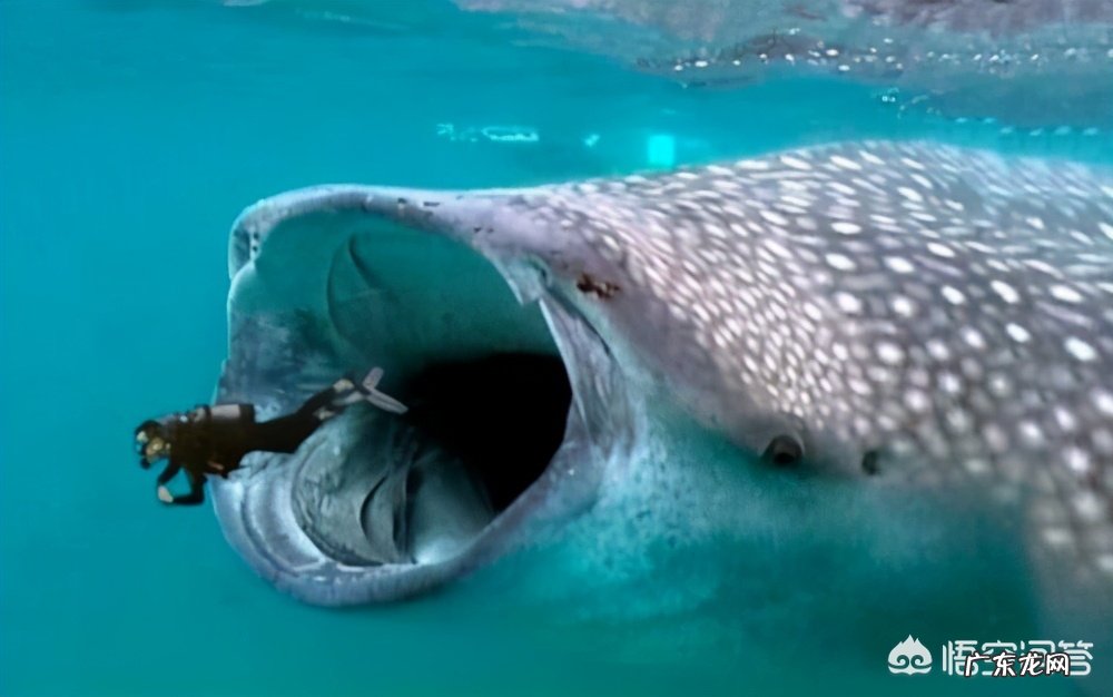 一个人被鲸鱼吞了,人身上有一把锋利的刀,有没有可能切开鲸腹再爬出来?为什么?