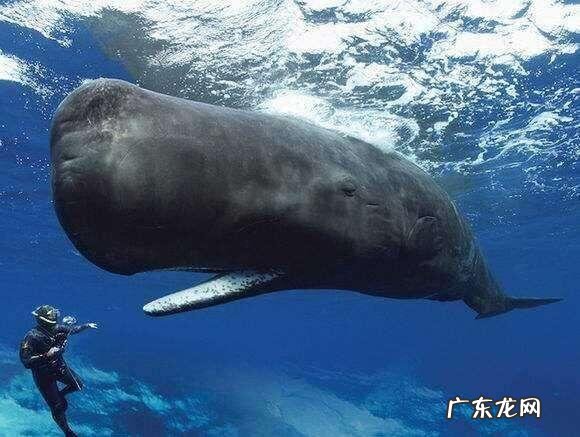 一个人被鲸鱼吞了,人身上有一把锋利的刀,有没有可能切开鲸腹再爬出来?为什么?