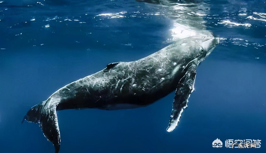 一个人被鲸鱼吞了,人身上有一把锋利的刀,有没有可能切开鲸腹再爬出来?为什么?