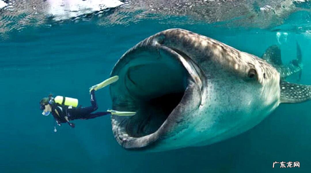 一个人被鲸鱼吞了,人身上有一把锋利的刀,有没有可能切开鲸腹再爬出来?为什么?