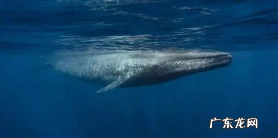 一个人被鲸鱼吞了,人身上有一把锋利的刀,有没有可能切开鲸腹再爬出来?为什么?