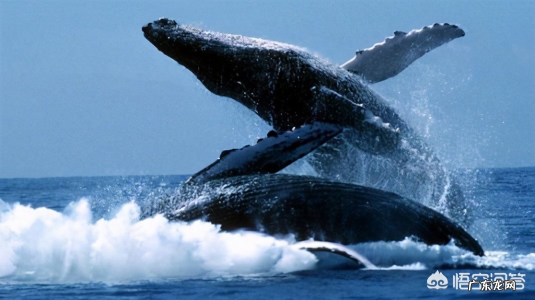 一个人被鲸鱼吞了,人身上有一把锋利的刀,有没有可能切开鲸腹再爬出来?为什么?