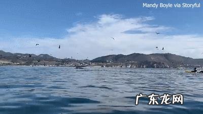 一个人被鲸鱼吞了,人身上有一把锋利的刀,有没有可能切开鲸腹再爬出来?为什么?