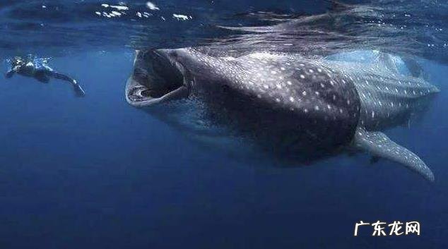 一个人被鲸鱼吞了,人身上有一把锋利的刀,有没有可能切开鲸腹再爬出来?为什么?