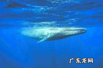 一个人被鲸鱼吞了，人身上有一把锋利的刀，有没有可能切开鲸腹再爬出来？为什么？