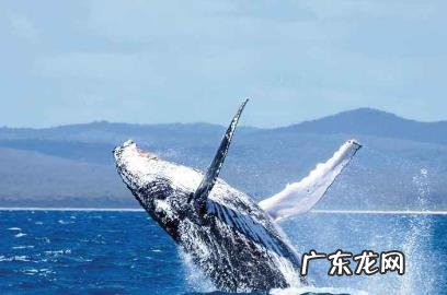 一个人被鲸鱼吞了，人身上有一把锋利的刀，有没有可能切开鲸腹再爬出来？为什么？