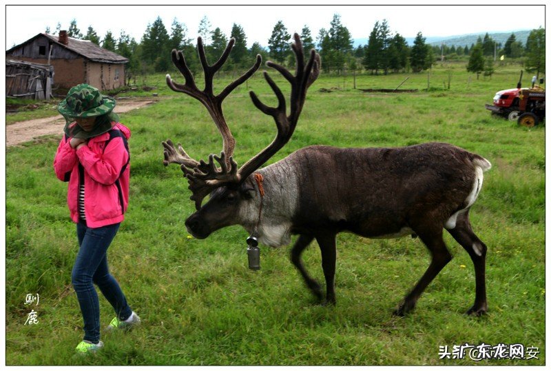去呼伦贝尔大草原有哪些旅游攻略?