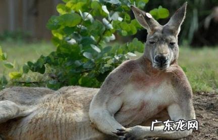 袋鼠为什么这么厉害 袋鼠很厉害吗