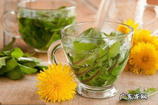 蒲公英泡水喝的作用与功效 蒲公英泡水喝的功效和作用