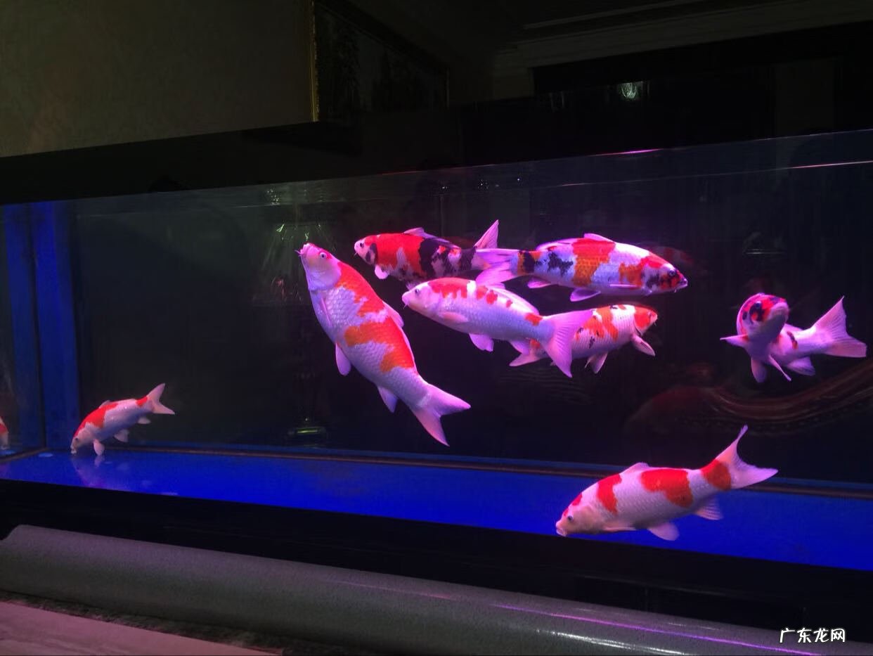 养十二条锦鲤的风水意义