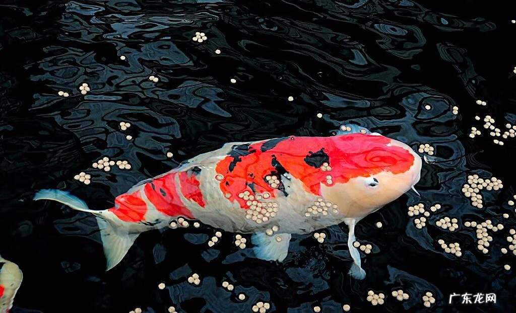 养十二条锦鲤的风水意义