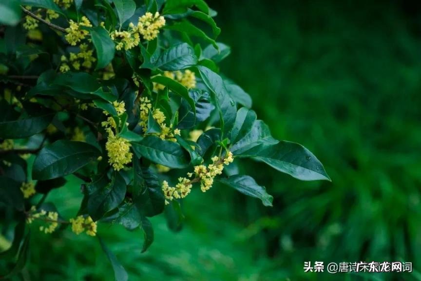 大林寺桃花的意思翻译 大林寺桃花古诗的意思翻译