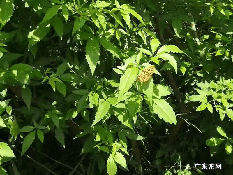 南京河西风水 双峰山风水