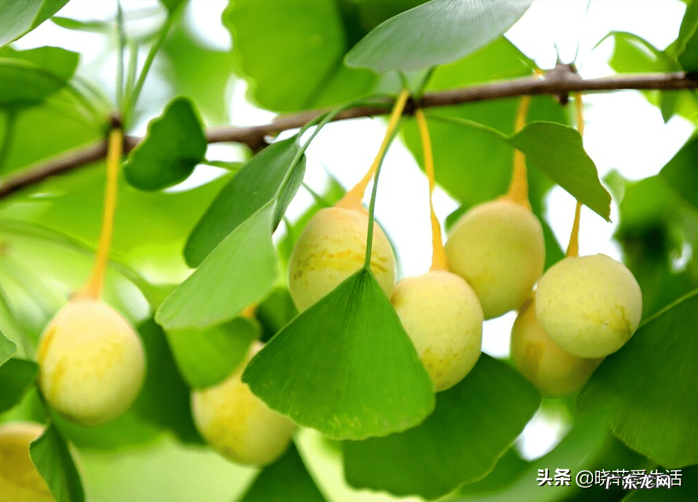 家园风水需要使用什么材料 风水宝树有哪些