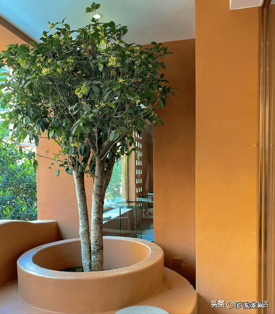 家园风水需要使用什么材料 风水宝树有哪些