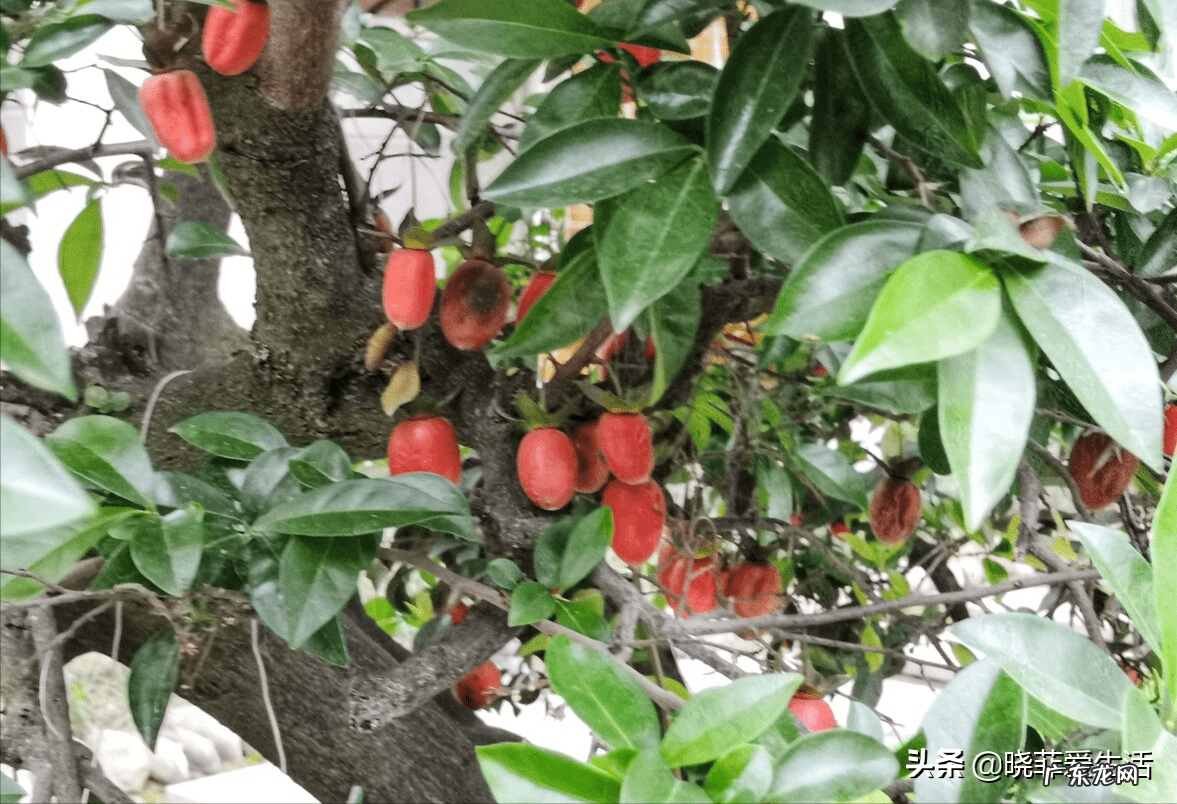 家园风水需要使用什么材料 风水宝树有哪些