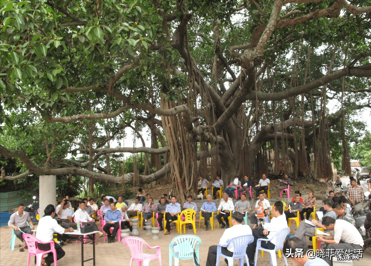 家园风水需要使用什么材料 风水宝树有哪些