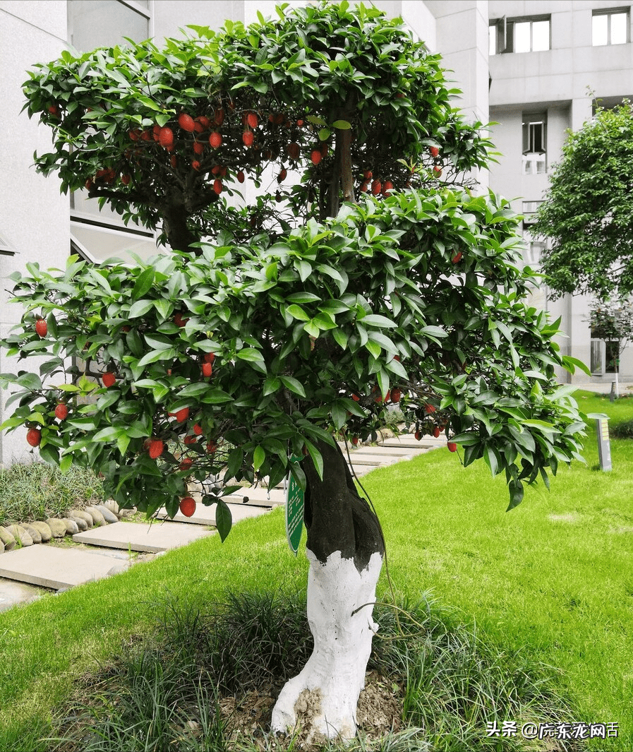 家园风水需要使用什么材料 风水宝树有哪些