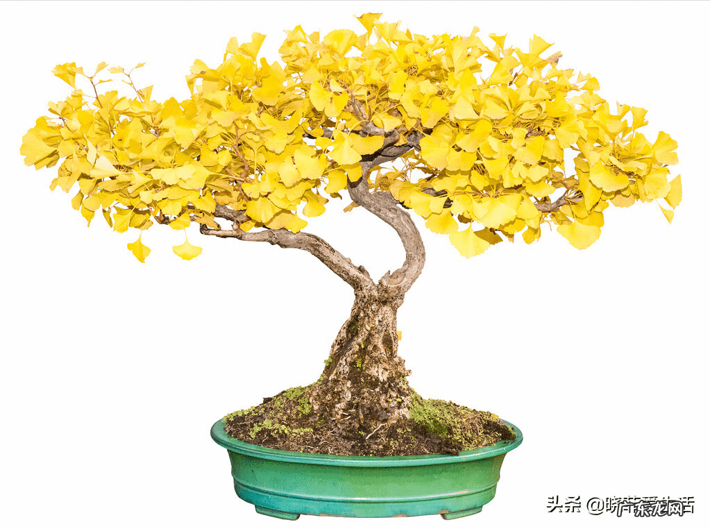 家园风水需要使用什么材料 风水宝树有哪些