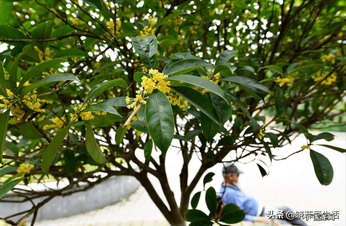 家园风水需要使用什么材料 风水宝树有哪些