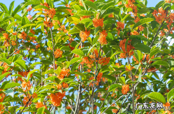 家园风水需要使用什么材料 风水宝树有哪些