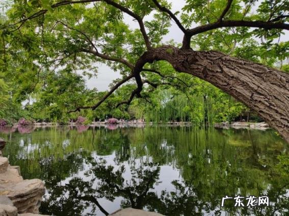 枫树和杨树有哪些不同之处 枫杨和杨树的区别