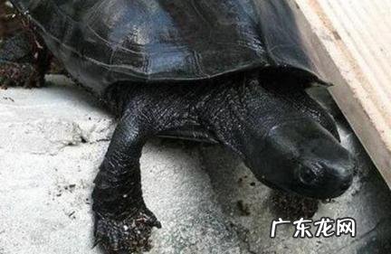 墨龟水养还是干养 墨龟水养还是干养好