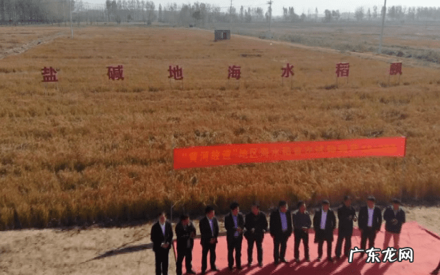 临沂水稻种植地区 山东菏泽可以种植水稻吗