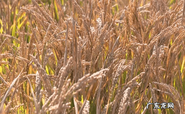 临沂水稻种植地区 山东菏泽可以种植水稻吗