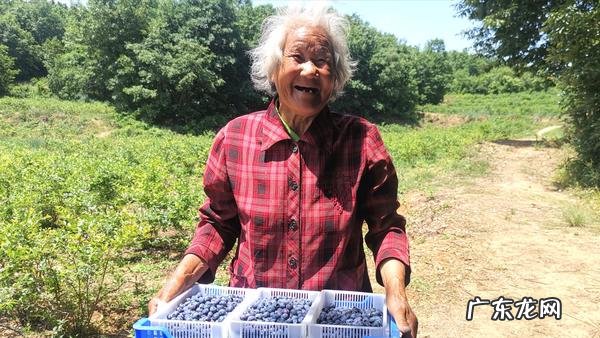 蓝莓种在哪个方位风水好 蓝莓种植风水