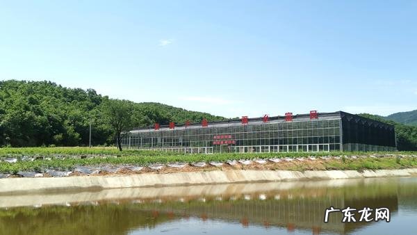 蓝莓种在哪个方位风水好 蓝莓种植风水