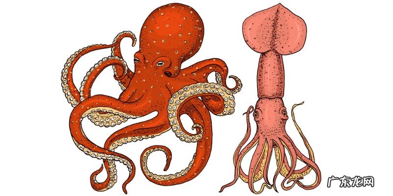鱿鱼和章鱼的区别在哪 章鱼和鱿鱼的区别有哪些