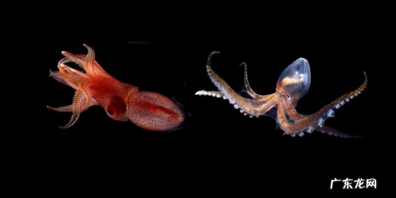 鱿鱼和章鱼的区别在哪 章鱼和鱿鱼的区别有哪些