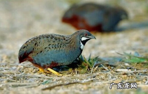 最挣钱的养殖业是什么 最赚钱的养殖项目有哪些