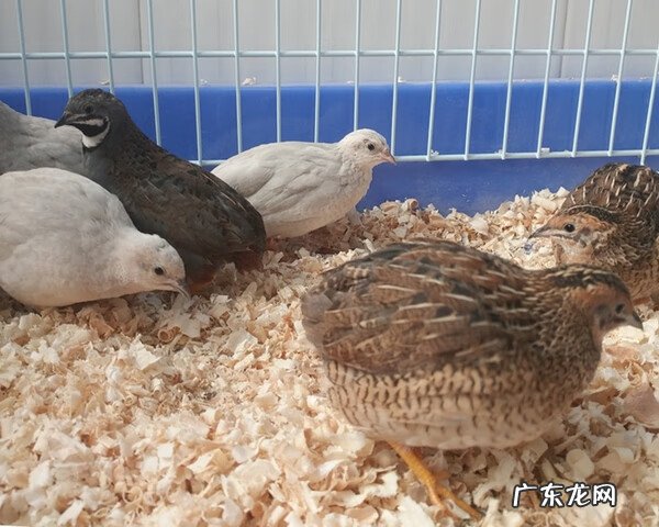 最挣钱的养殖业是什么 最赚钱的养殖项目有哪些