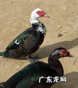 最挣钱的养殖业是什么 最赚钱的养殖项目有哪些