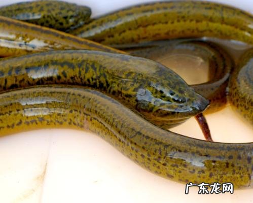 最挣钱的养殖业是什么 最赚钱的养殖项目有哪些