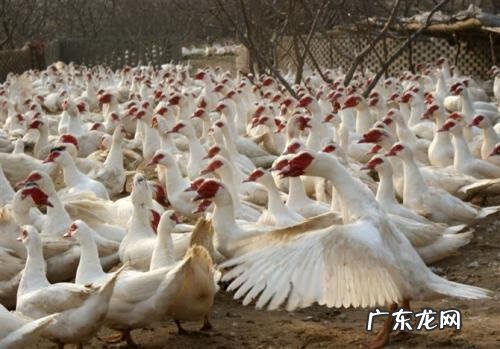 最挣钱的养殖业是什么 最赚钱的养殖项目有哪些