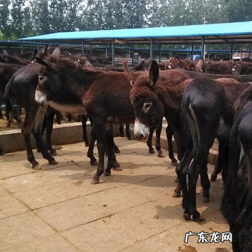 最挣钱的养殖业是什么 最赚钱的养殖项目有哪些