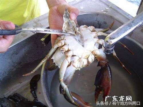 怎样清洗螃蟹的方法视频教程 螃蟹怎么清洗与做法