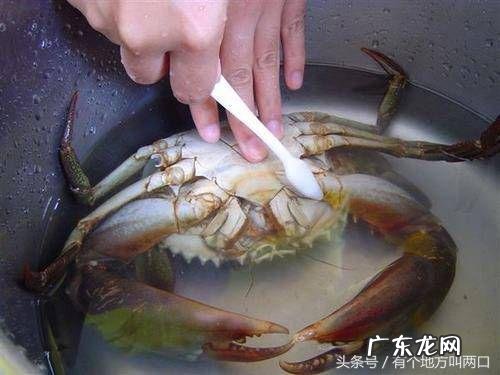 怎样清洗螃蟹的方法视频教程 螃蟹怎么清洗与做法