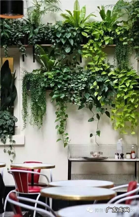 家里种土豆会不会有毒 家里种土豆会不会影响风水