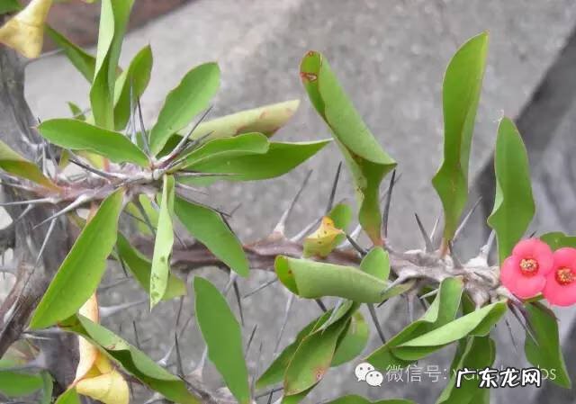 家里种土豆会不会有毒 家里种土豆会不会影响风水