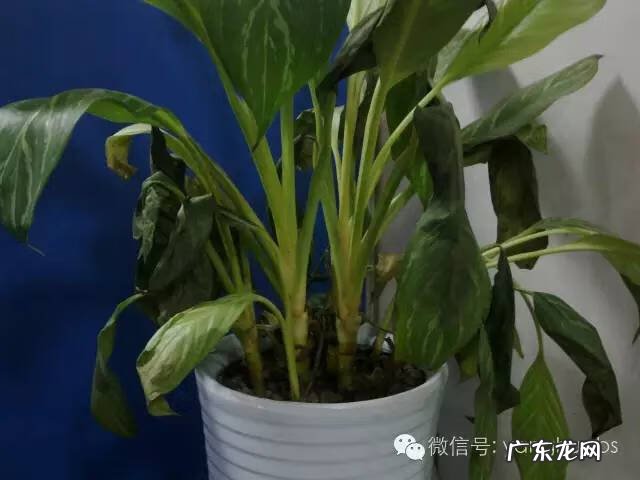 家里种土豆会不会有毒 家里种土豆会不会影响风水