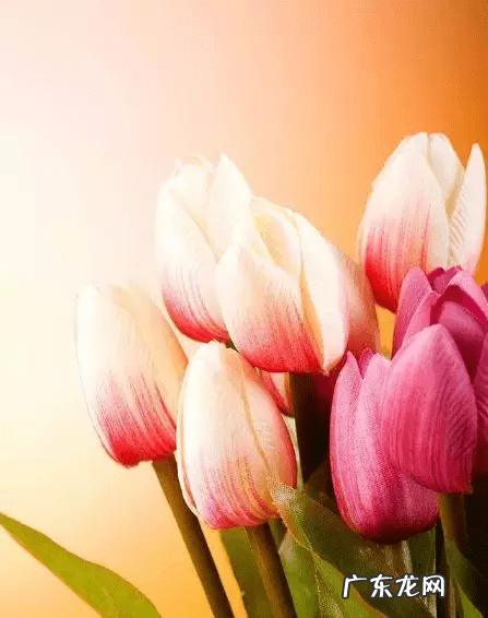 店里放什么花寓意比较好 形容店里的花茂盛风水好