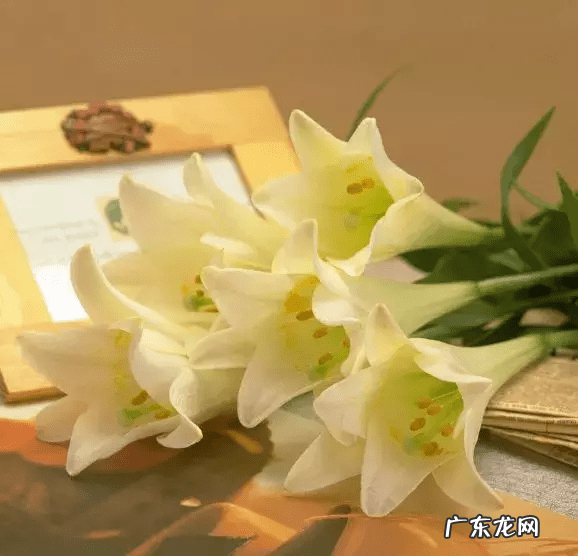 店里放什么花寓意比较好 形容店里的花茂盛风水好