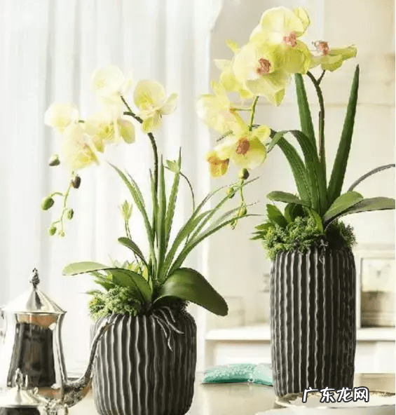 店里放什么花寓意比较好 形容店里的花茂盛风水好