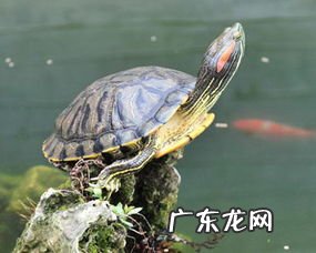 小巴西龟吃什么最好 特别小的巴西龟吃什么食物好